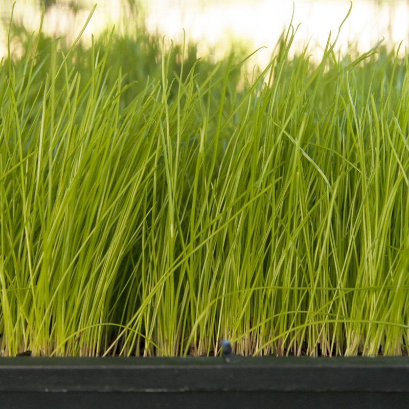 Rye Grass Nui saco x 25 kg