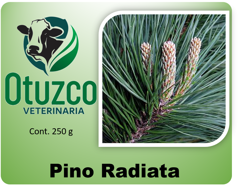 Pino Radiata bolsa x 250g