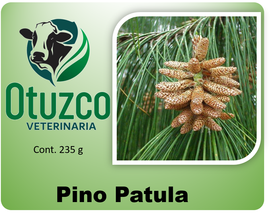 Pino Patula bolsa x 250 g