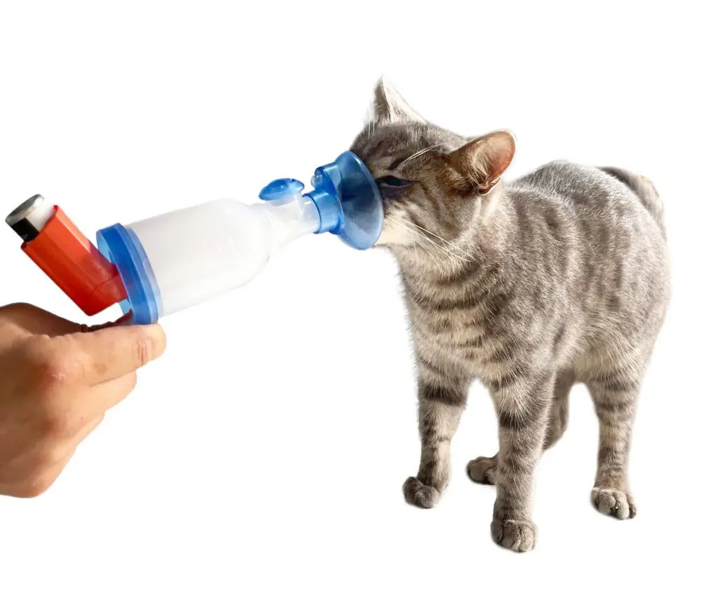 Aerocamara para gatos (mascarilla nebulizadora) x unidad