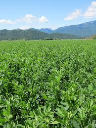 Alfalfa California - Westar saco x 25 kg