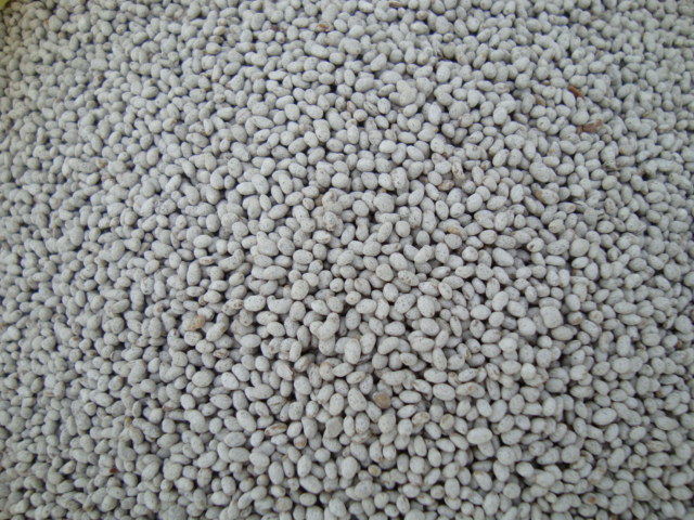 Alfalfa W 350 bolsa x 25 kg